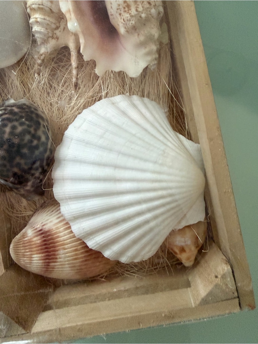 Coastal SeaShell Collection - Picture 8 of 13